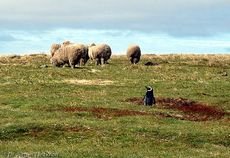 Magellanpinguin (25 von 32).jpg